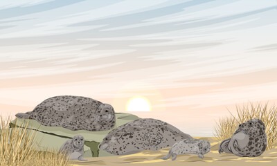 A group of harbor seals with pups lies on the sandy seashore. Realistic vector landscape