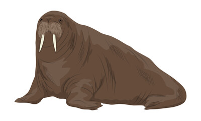 Walrus with big tusks. Realistic arctic animal vector