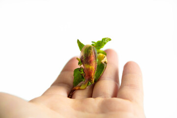 The hand holds a young sprout isolated on a white background with space for text. The concept of...
