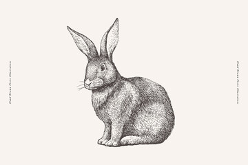 Cute bunny sitting in engraving style. Adorable hare on a light background. Wild forest animal or furry pet with long ears, vector illustration. © KOSIM