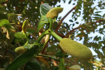 nutritious tender jack fruit on the jack fruit tree