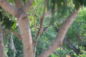 Fototapeta premium bird on a branch