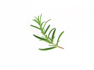 Rosemary isolated on white background. Herbs ingredient.