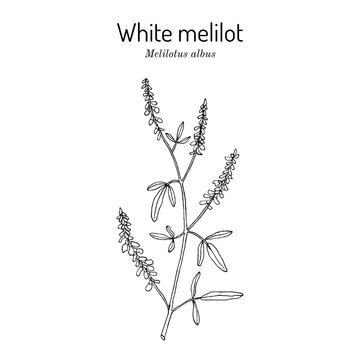 White melilot. or honey clover (Melilotus albus), honey and medicinal plant