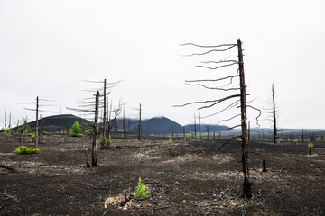 Dead forest with dry burnt trees in black lava fields. Tolbachik volcano area in Kamchatka, Russia.
