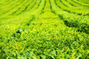 Green tea leaves on the tea plantation in summer. Abstract green nature background.