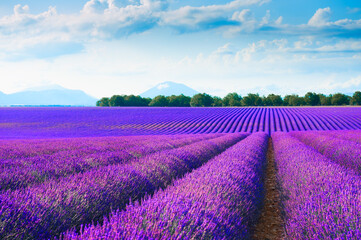 Blooming lavender fields at sunset in Valensole, Provence, France.