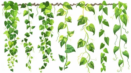 Foto op Canvas Green liana vines with lush leaves. Cartoon modern illustration collection of rainforest creeping branches with foliage. Short ivy climbing stems and rope. Tropical hanging vegetation. © Mark