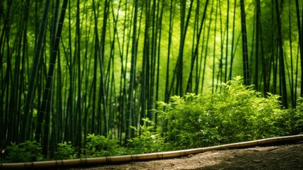 Lust green bamboo forest, Japan
