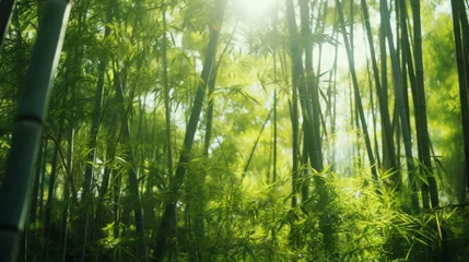 Gordijnen Lust green bamboo forest, Japan  © robfolio