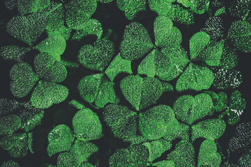 Background with green clover leaves for Saint Patrick's day. Background with a shamrock covered...