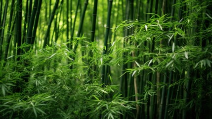 Fototapeta premium Lust green bamboo forest, Japan 
