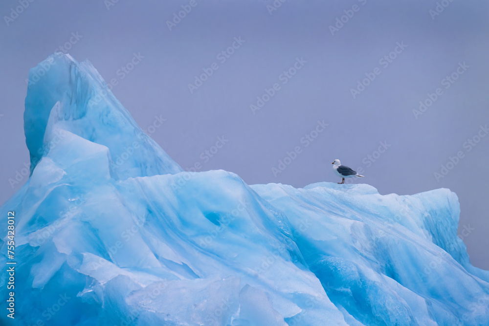 Sticker Black legged kittiwake on an iceberg