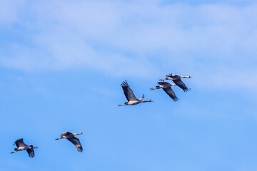 Naklejka premium Flock of cranes flying in a blue sky