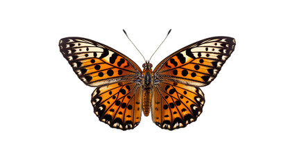 Fototapeta premium Colorful Butterfly isolated on transparent background