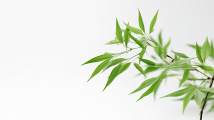 Green bamboo stems and leaves isolated on transparent background