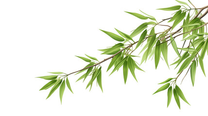 Green bamboo stems and leaves isolated on transparent background