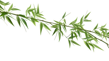 Naklejka premium Green bamboo stems and leaves isolated on transparent background