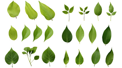Green leaves isolated on transparent background