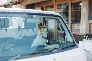 車の中で待つ助手席の犬