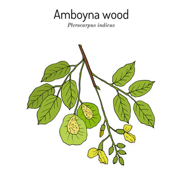 Amboyna wood, or narra (Pterocarpus indicus), medicinal plant