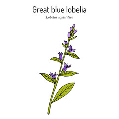 Great blue lobelia (Lobelia siphilitica), ornamental and medicinal plant - obrazy, fototapety, plakaty
