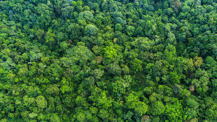 Arial view rain forest