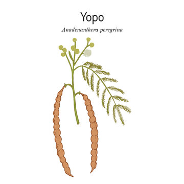 Yopo, or cohoba (Anadenanthera peregrina), medicinal plant.