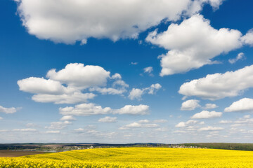 A bright yellow field of canola and blue sky with fluffy snow-white clouds.