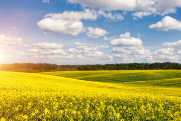 A bright yellow field of canola and blue sky with fluffy snow-white clouds.
