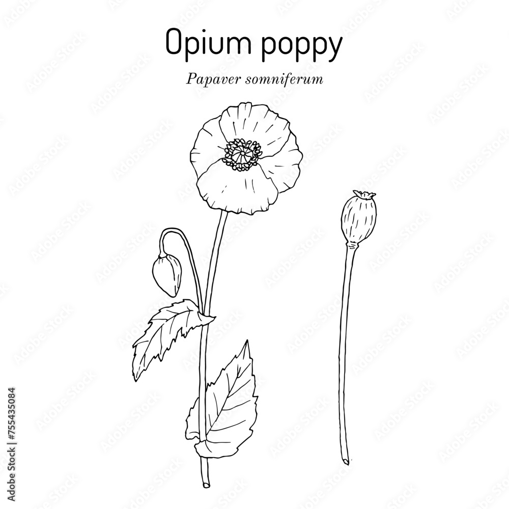 Wall mural Opium Poppy or Papaver somniferum, edible and medicinal plant