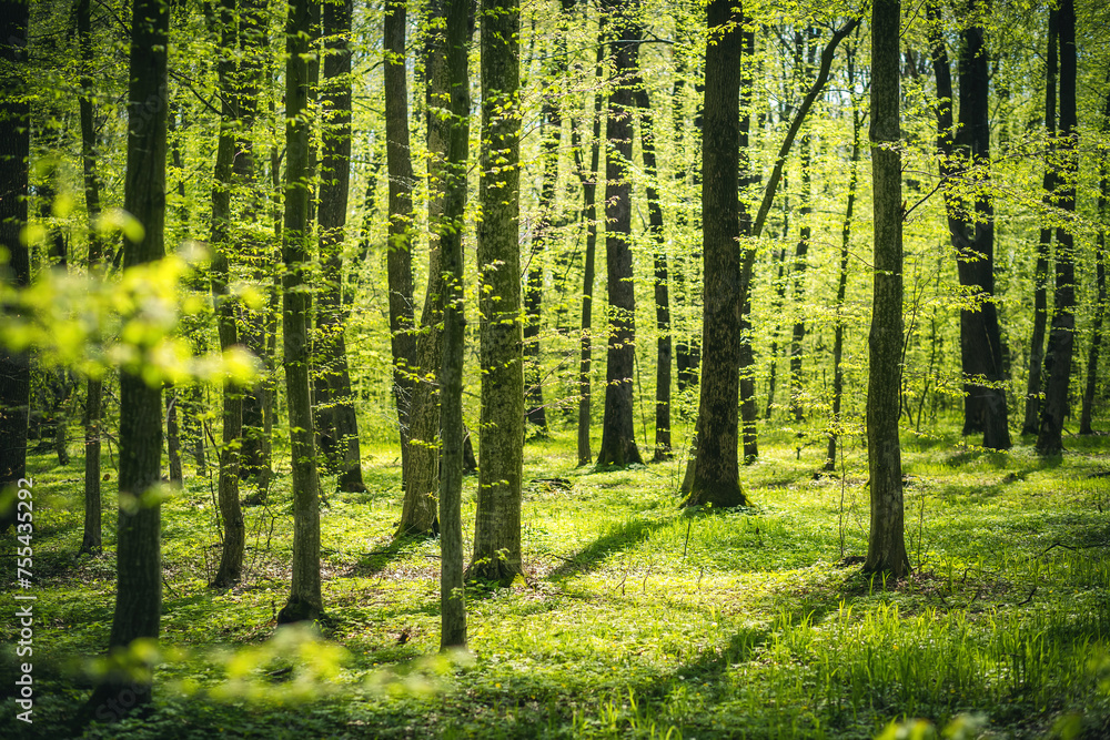 Poster a picturesque forest with fresh greenery in the morning sunlight.