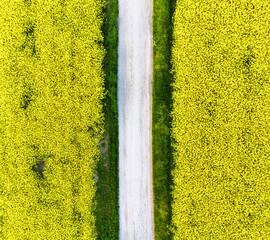Rape field with road - aerial view, lines - 755435283
