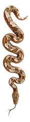 Snake boa constrictor. Isolated on transparent background. - obrazy, fototapety, plakaty