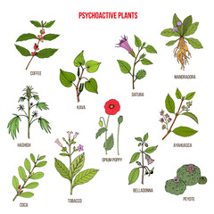 Psychoactive plants collection. Hand drawn vector set - obrazy, fototapety, plakaty