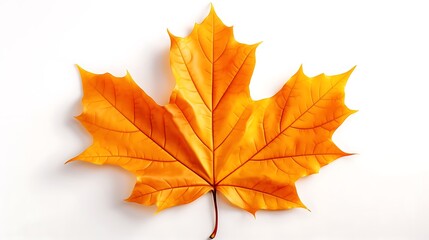 Naklejka na ściany i meble autumn maple leaf on white