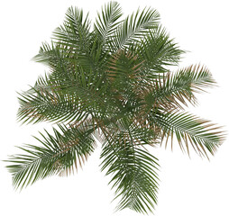 Obraz premium isolated 3D realistic architectural Palm tree top plan render silhouette