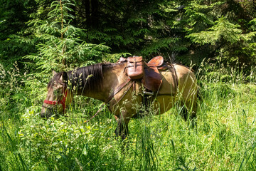 Horseback riding in the carpathian landscape