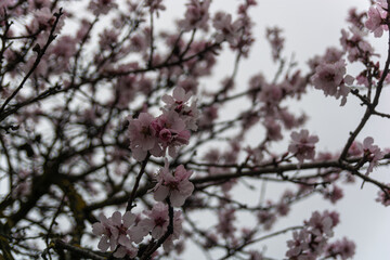 Mandelblüte