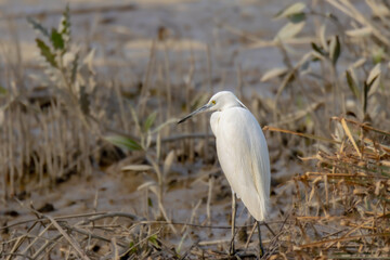  little white egret wild bird in wetlands