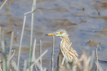 Indian pond heron in wetlands biome