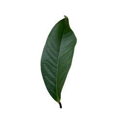 Obraz premium green leaf isolated on white