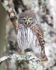Pygmy owl on a birch tree