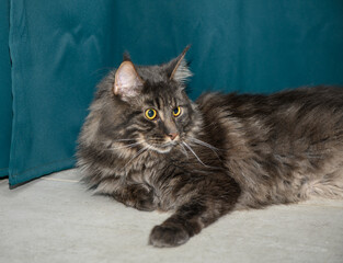 Maine Coon lies on the floor on a green background