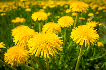 Yellow dandelion flowers on a green meadow in spring.