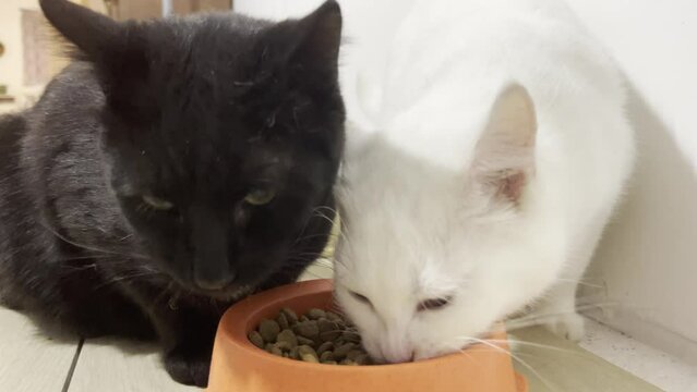 Handheld shot of cute black and white cats eating dry organic food from brown bowl at home
