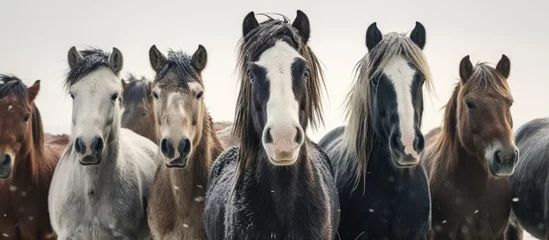 Foto op Plexiglas A herd of horses in a paddock during winter weather, all standing closely together and looking at the camera. © TheWaterMeloonProjec