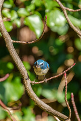 Red-flanked bluetail perching on the tree branch