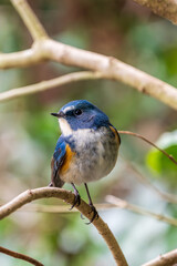 Red-flanked bluetail perching on the tree branch