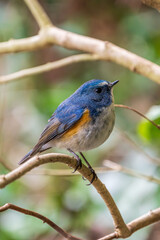 Fototapeta premium Red-flanked bluetail perching on the tree branch